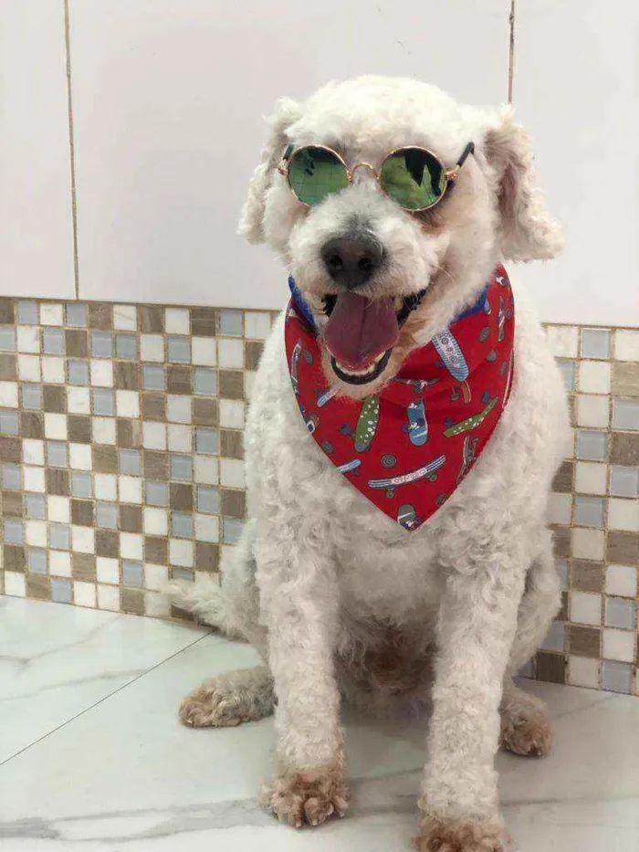 Cachorro ra a Poodle  idade 5 anos nome Bapito 
