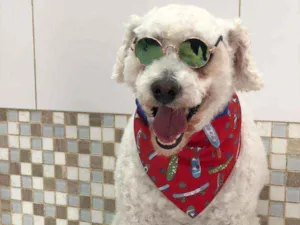 Cachorro raça Poodle  idade 5 anos nome Bapito 