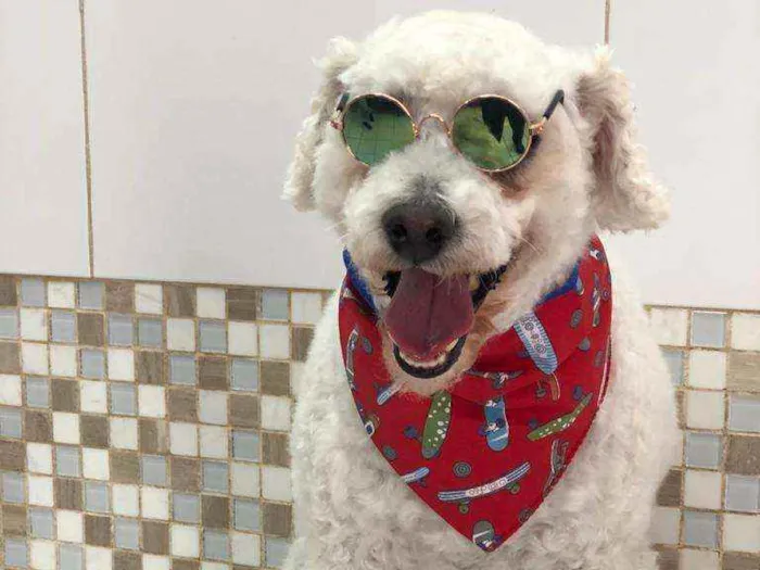 Cachorro ra a Poodle  idade 5 anos nome Bapito 