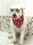 Bapito 