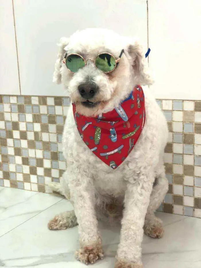 Cachorro ra a Poodle  idade 5 anos nome Bapito 