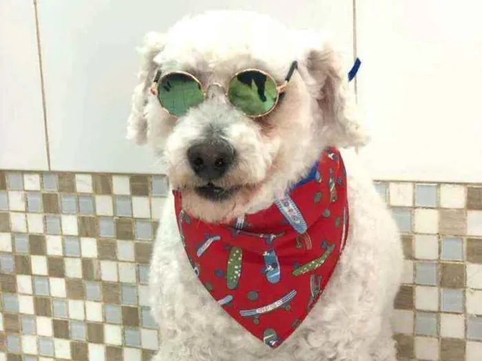 Cachorro ra a Poodle  idade 5 anos nome Bapito 