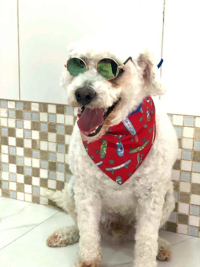 Cachorro ra a Poodle  idade 5 anos nome Bapito 
