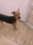 Cachorro raça Vira-lata  (Não sei) idade 7 a 11 meses nome Luck