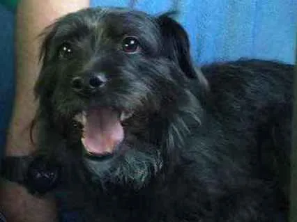 Cachorro ra a SRD idade 2 anos nome Bellinha