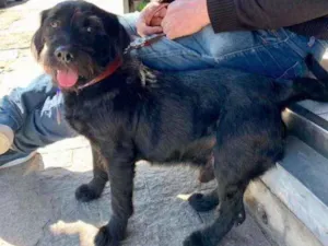 Cachorro raça SRD idade 1 ano nome Léo