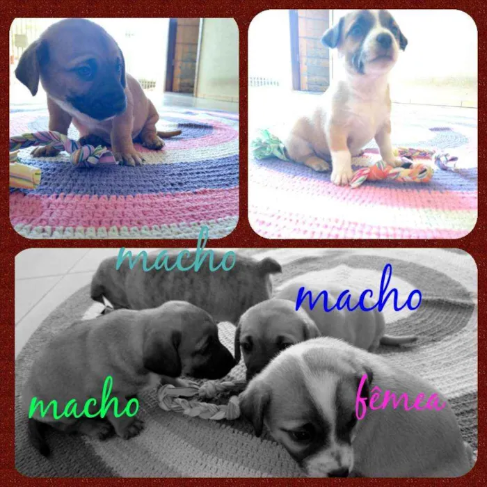 Cachorro ra a SRD idade 2 a 6 meses nome Filhotes