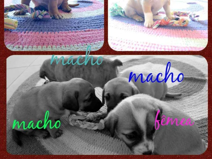 Cachorro ra a SRD idade 2 a 6 meses nome Filhotes