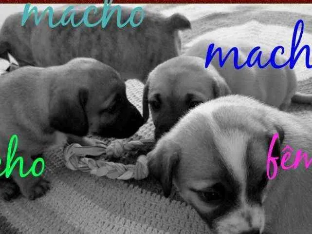 Cachorro ra a SRD idade 2 a 6 meses nome Filhotes