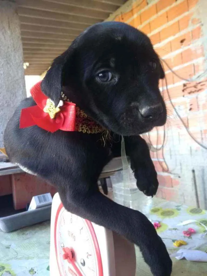 Cachorro ra a  idade  nome Filhotes 