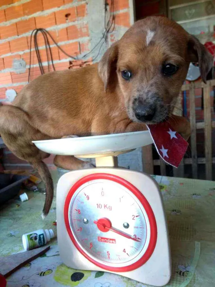 Cachorro ra a  idade  nome Filhotes 