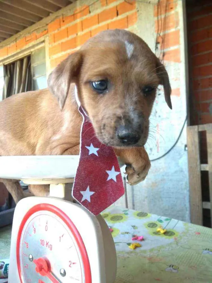Cachorro ra a  idade  nome Filhotes 