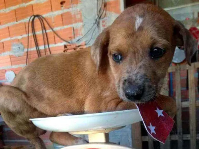 Cachorro ra a  idade  nome Filhotes 