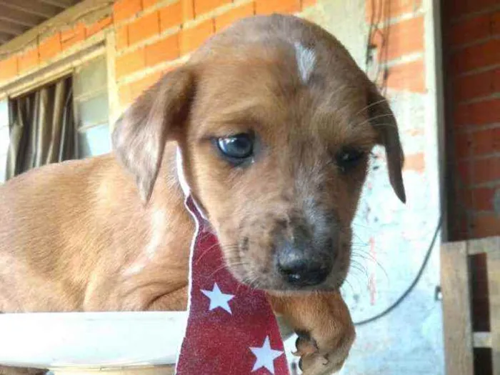 Cachorro ra a  idade  nome Filhotes 