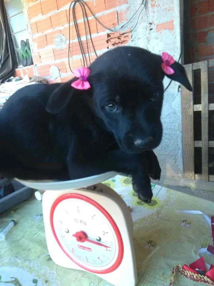 Cachorro ra a  idade  nome Filhotes 