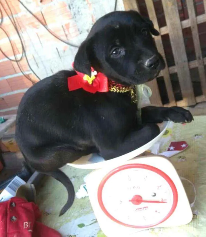Cachorro ra a  idade  nome Filhotes 