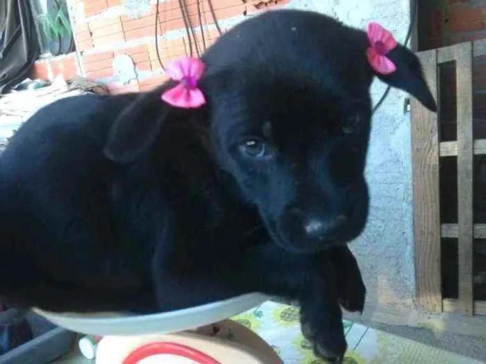 Cachorro ra a  idade  nome Filhotes 