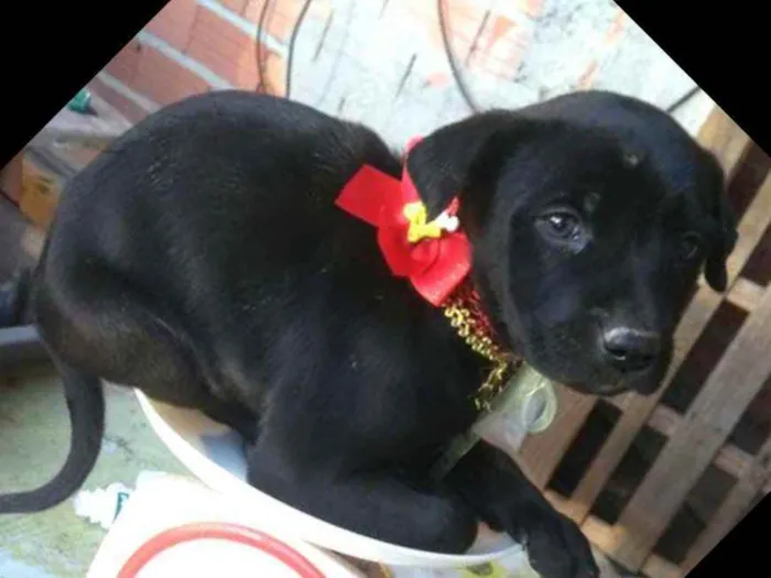 Cachorro ra a  idade  nome Filhotes 