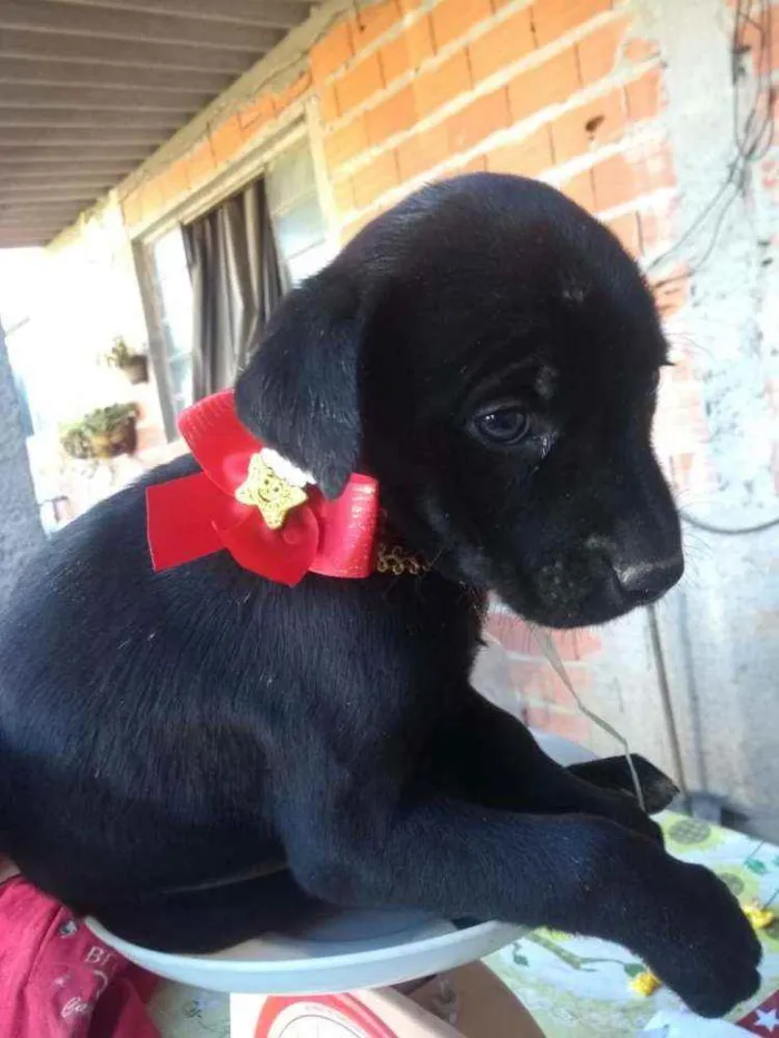 Cachorro ra a  idade  nome Filhotes 