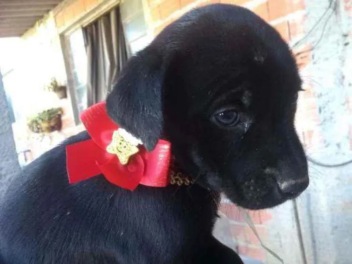 Cachorro ra a  idade  nome Filhotes 