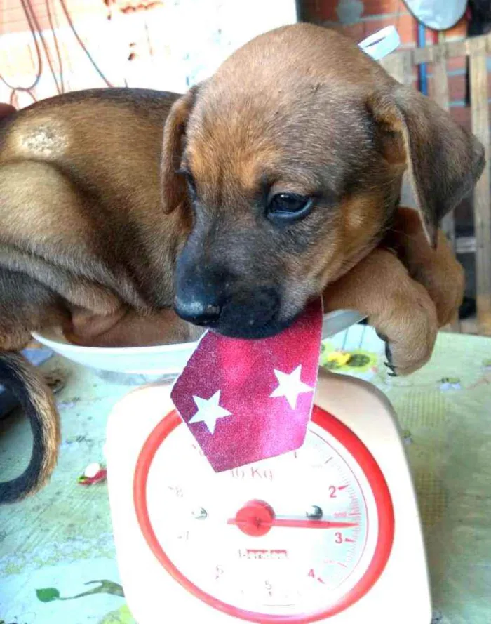 Cachorro ra a  idade  nome Filhotes 