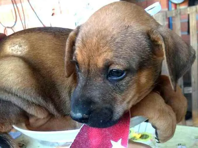 Cachorro ra a  idade  nome Filhotes 