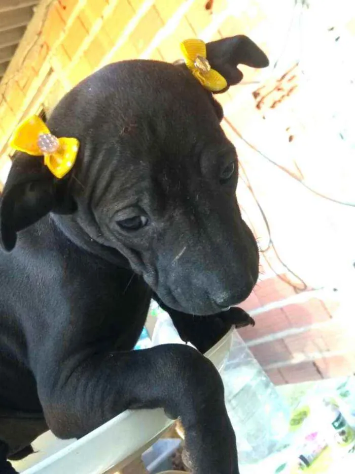 Cachorro ra a  idade  nome Filhotes 