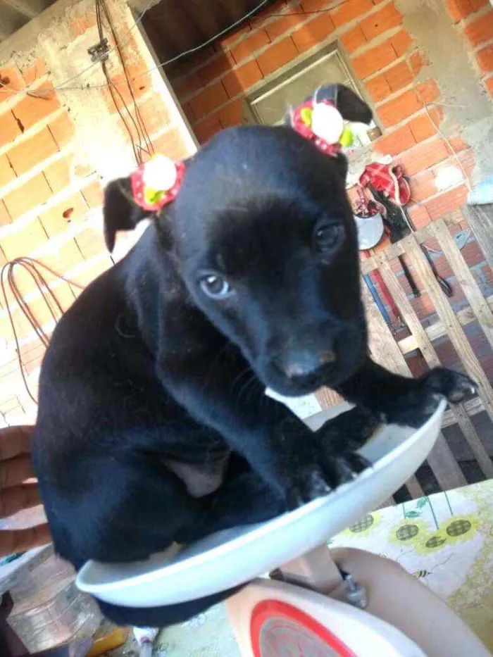 Cachorro ra a  idade  nome Filhotes 