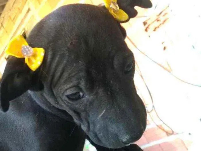 Cachorro ra a  idade  nome Filhotes 