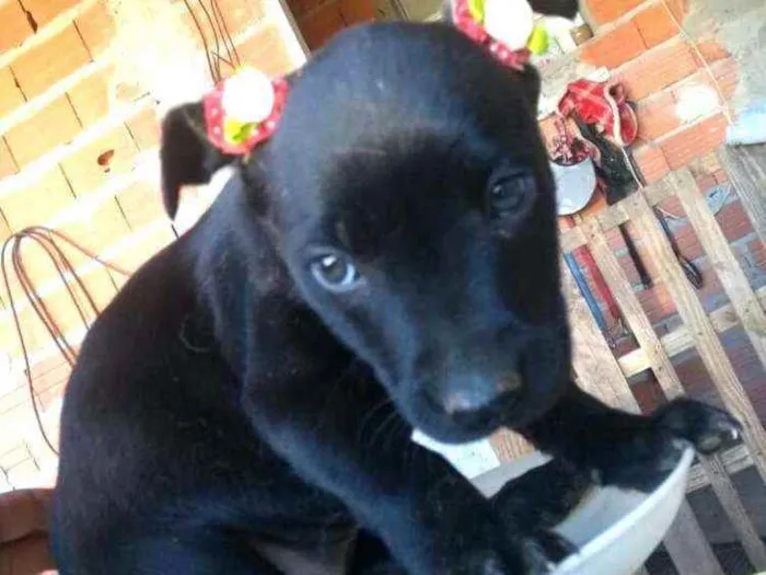Cachorro ra a  idade  nome Filhotes 