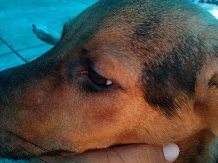 Cachorro raça Vira-lata  (Não sei) idade 7 a 11 meses nome Luck