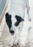Manchinha