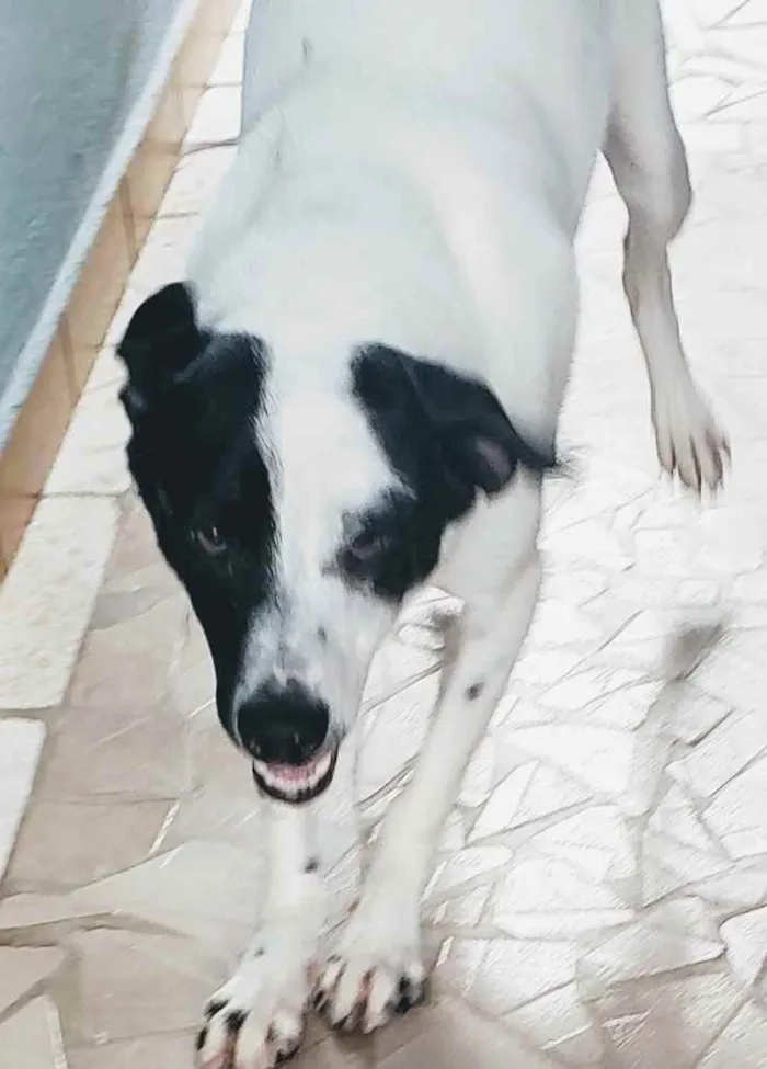 Cachorro ra a SRD idade 1 ano nome Manchinha
