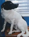 Manchinha