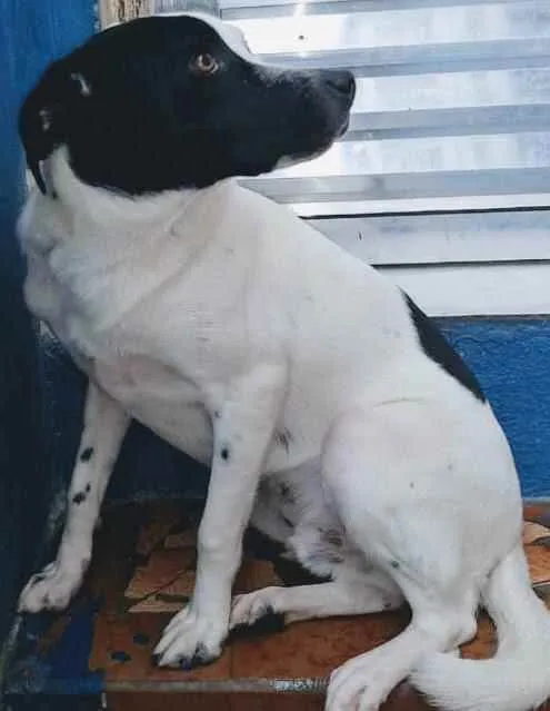 Cachorro ra a SRD idade 1 ano nome Manchinha