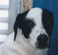Manchinha