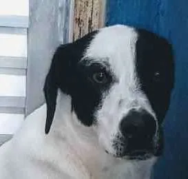 Cachorro ra a SRD idade 1 ano nome Manchinha