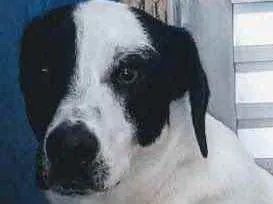 Cachorro ra a SRD idade 1 ano nome Manchinha