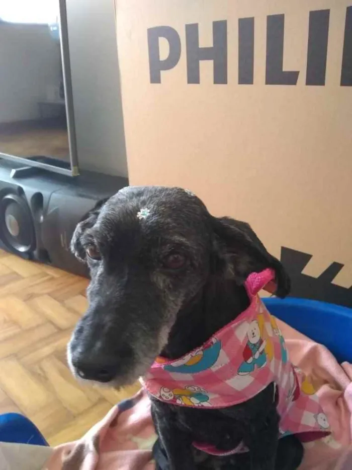 Cachorro ra a Mistura com Lasha Apso idade 5 anos nome Mel