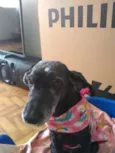 Mel