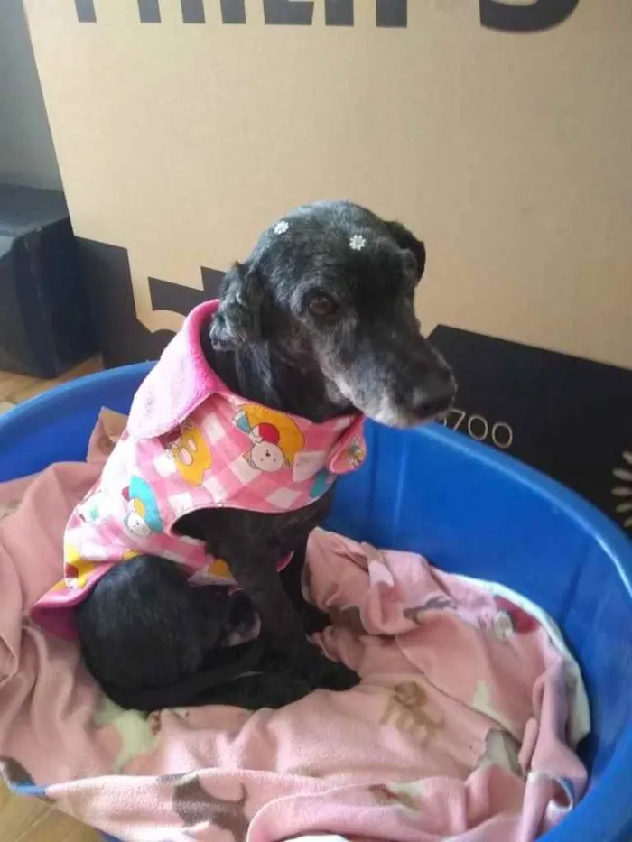 Cachorro ra a Mistura com Lasha Apso idade 5 anos nome Mel