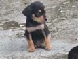 8 filhotinhos