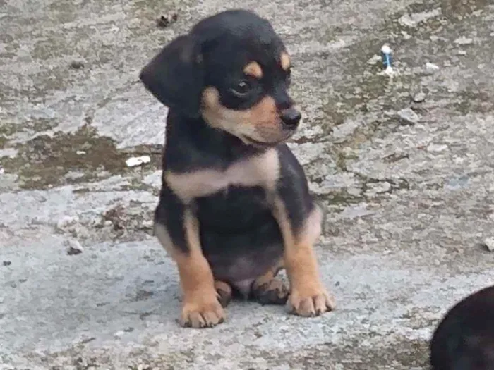 Cachorro ra a Indefinida idade Abaixo de 2 meses nome 8 filhotinhos