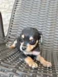 8 filhotinhos