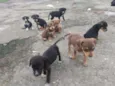 8 filhotinhos