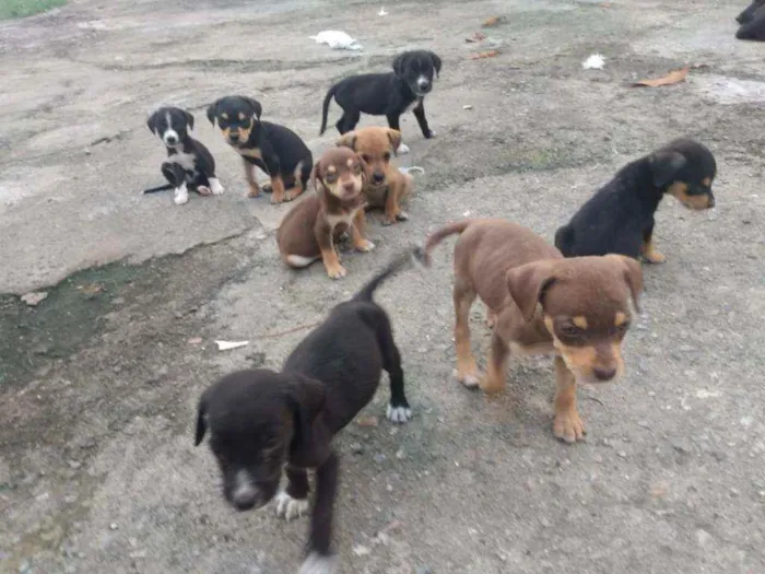 Cachorro ra a Indefinida idade Abaixo de 2 meses nome 8 filhotinhos