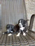 8 filhotinhos