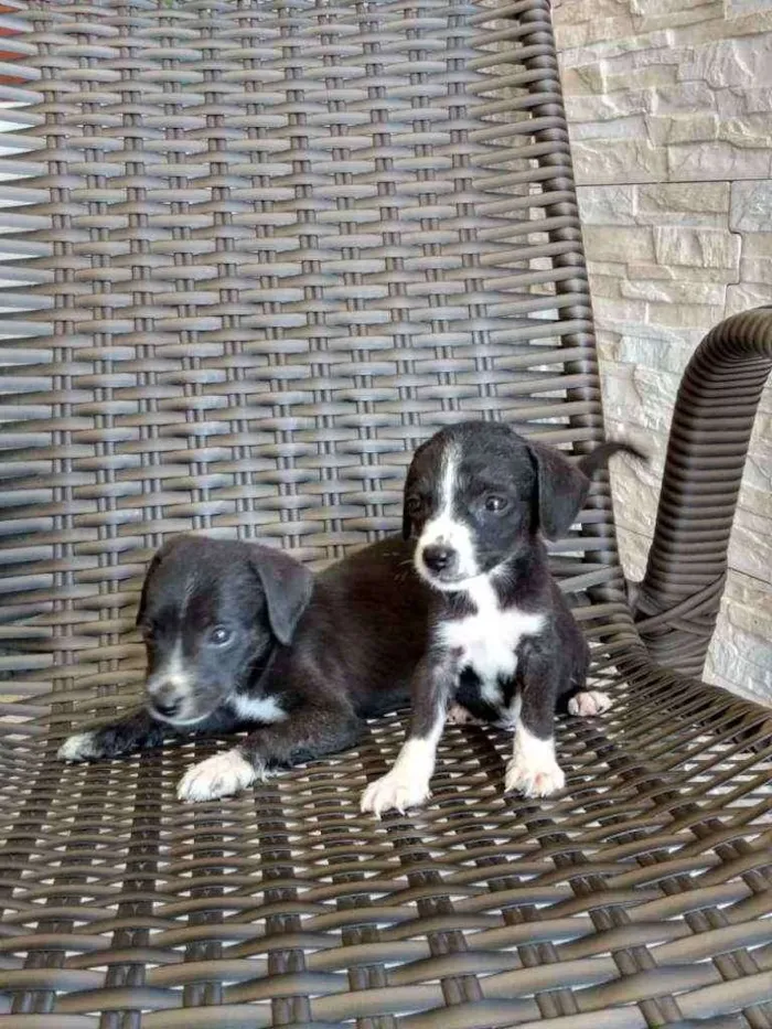 Cachorro ra a Indefinida idade Abaixo de 2 meses nome 8 filhotinhos