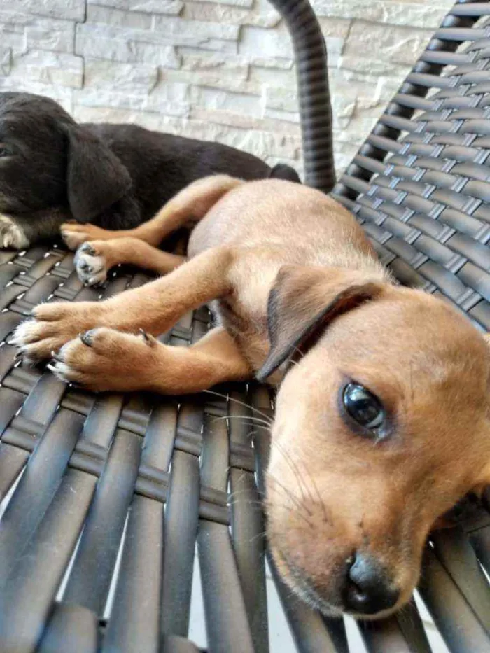 Cachorro ra a Indefinida idade Abaixo de 2 meses nome 8 filhotinhos
