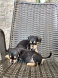 8 filhotinhos